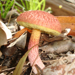 mushroom at basin lake